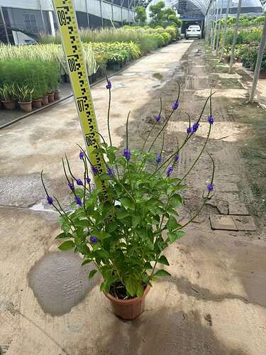紫花假马鞭1